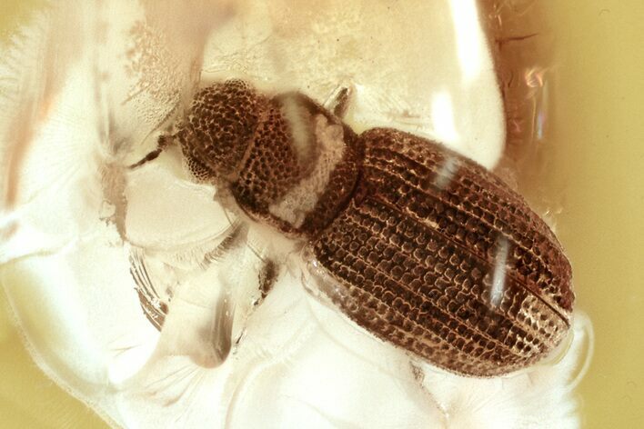 Fossil Fungus Beetle (Latridius alexeevi) in Baltic Amber #372534